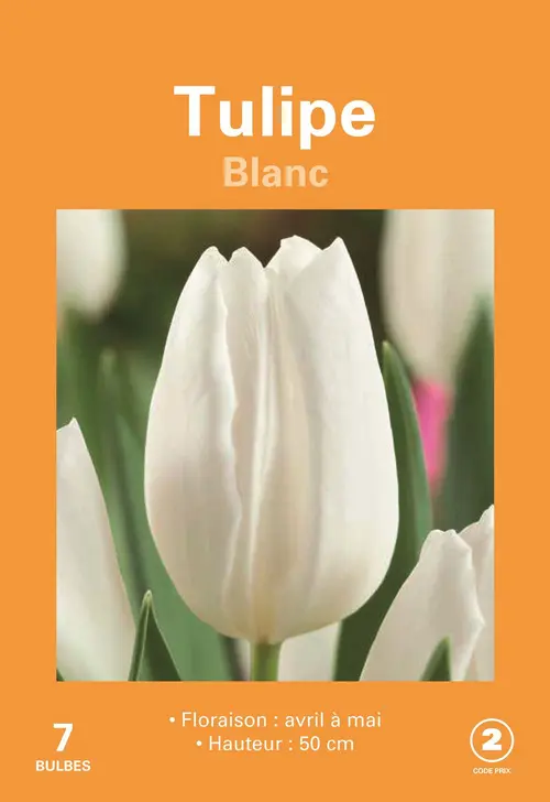 Pour mieux organiser vos extérieurs:Bulbes de fleurs Tulipe blanc botanic® - 7 bulbes
