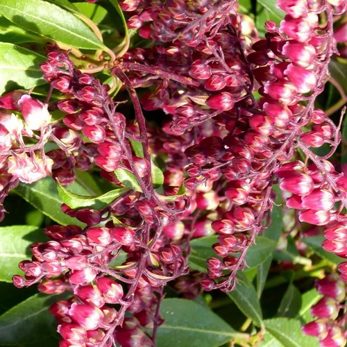 Jardin complet:Pieris Japonica Varié – Pot de 15L