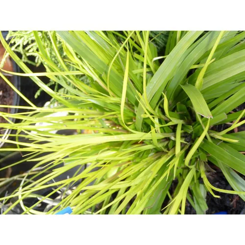 Pratique pour l’extérieur：Carex Oshimensis Everillo jaune en pot de 2 L