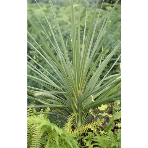 Une idée pratique pour l’extérieur:Cordyline indivisa 60/90 cm en pot de 5 L