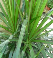 Une sélection pensée pour l’extérieur：Dracaena marginata. Le pot de Ø 27 cm, forme ramifiée
