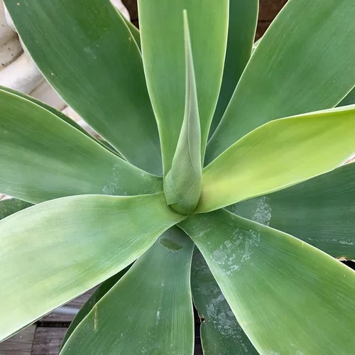 Mieux au jardin：Agave Attenuata. Le pot de 3,5 litres