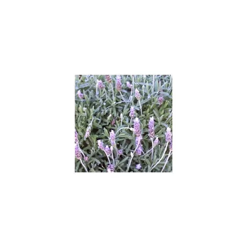 Jardin & maison:Lavande Dentata - Le pot de 3 litres