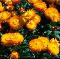 Facile au jardin:Immortelle - Le pot de 4 litres