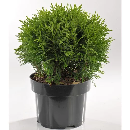 À avoir pour l’extérieur：Thuya Occidentalis Danica (thuya du Canada) en pot de 3 L vert