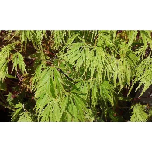 Vie extérieure：Erable du Japon (ACER PALMATUM DISSECTUM VIRIDIS ) Le pot de 50 litres
