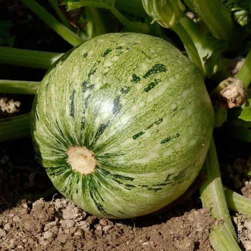Solution maison：Courgette Ronde De Nice Bio. La barquette de 3 plants