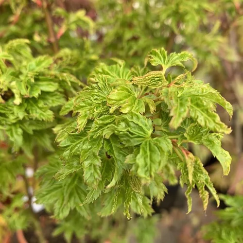 Maison & extérieur：Érable du Japon greffé Shishigashira vert. Le pot de 5 litres
