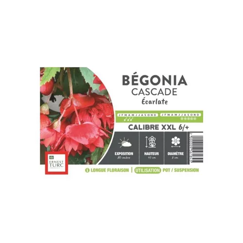 L’esprit jardin：Bégonia Cascade écarlate rouge XXL Ernest Turc - bulbes vrac
