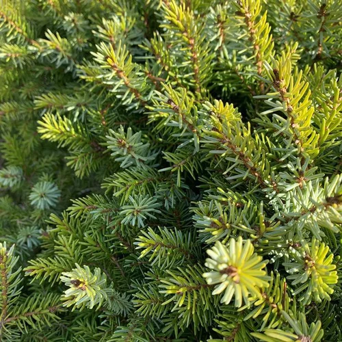 Le choix pour l’extérieur：Epicea de Serbie nain (Picea Omorika nana) 20/25. Le pot de 3 litres