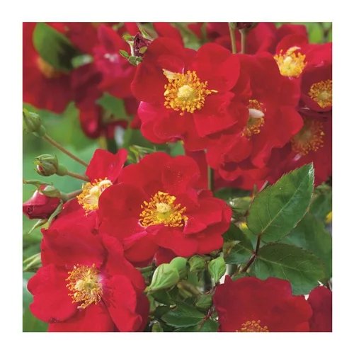 Le pratique au jardin:Rosier Vésuvia - pot 5 L