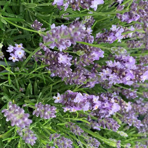 Une solution adaptée à l’extérieur：Lavande Angustifolia Hidcote à fleurs violettes. Le pot de 3 litres