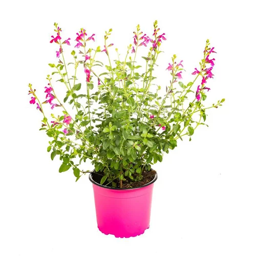 Plaisir au jardin：Sauge vivace - Le pot de 5 litres