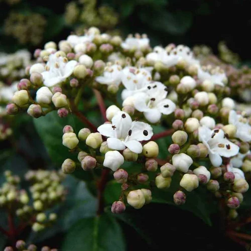 Pour mieux aménager votre jardin：Laurier-tin (Viburnum Tinus) Eve Price. Le pot de 10 litres