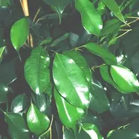 Mon jardin:Ficus Danielle. Le pot de Ø 27 x H 115 cm