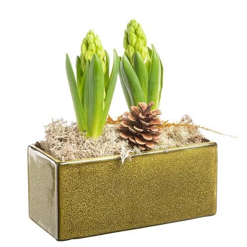 Pour un jardin à votre image:Composition de Noël jacinthe x 2 Jardinette verte
