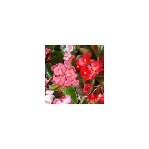 Jardin et nature：Bégonia Big - Le pot de 1 litre