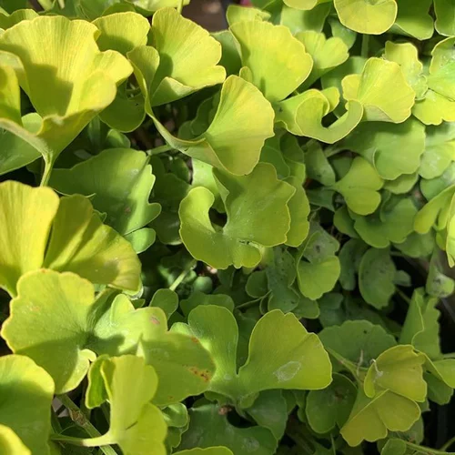 Solution extérieur：Ginkgo Biloba Mariken. Le pot de 6 litres