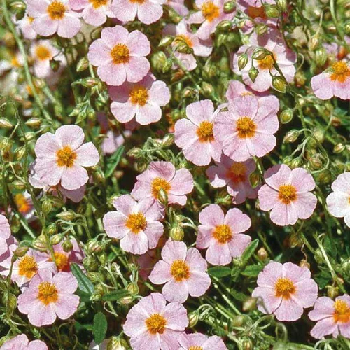 Pour profiter pleinement de l’extérieur：Helianthème Wisley Pink - Le pot de 9 x 9 cm