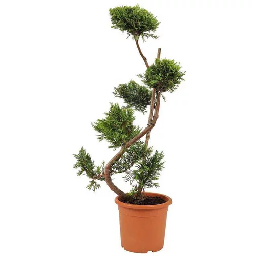 Pour votre extérieur:Cupressocyparis Leylandii Castelwellan Gold Bonsai en pot de 9 L