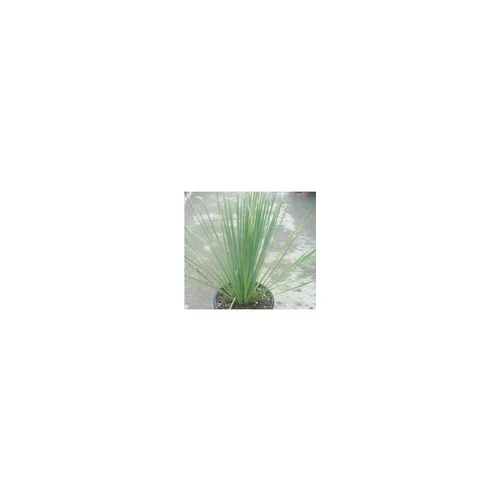 Jardin et maison:Dasylirion Serratifolium vert en pot de 30 L