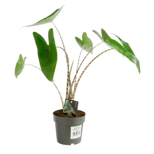 Pratique jardin:Alocasia zebrina - Ø 14 x H 50 cm