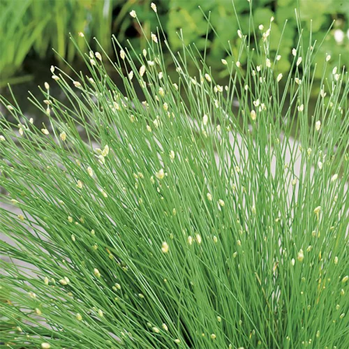 Bien pensé jardin：Scirpus cernuus pot de 3 litres