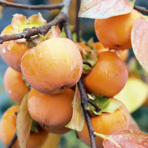 Essentiel au jardin:Kaki Sharon coloris orange - 35 L