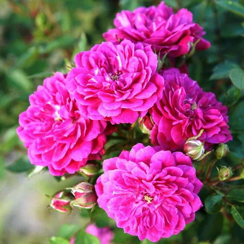 Tendance au jardin:Rosier Purple Rain violet. Le pot de 4 litres