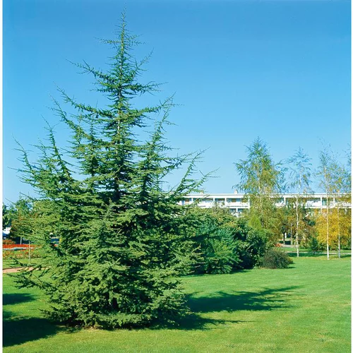 Essentiel jardin:Cèdre de l’Atlas - pot 35 L