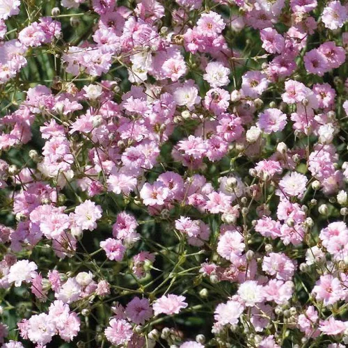 Une touche pratique au jardin：Gypsophile Rose double - Le pot de 9 x 9 cm