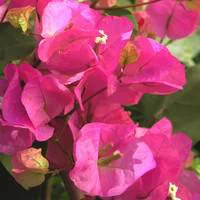 Choix malin：Bougainvillée arceau - Le pot de 3 litres