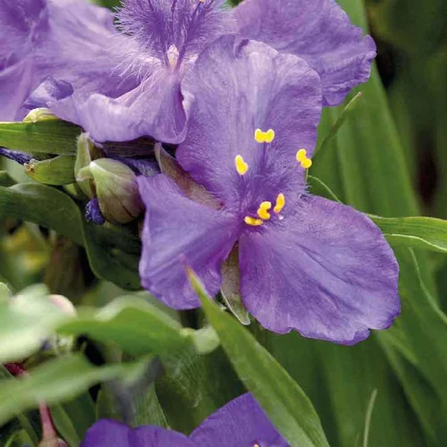 Pour votre espace vert：Tradescantia Andersoniana - Le pot de 9 x 9 cm