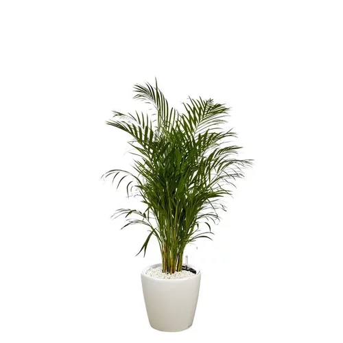 Jardin fonctionnel:Areca lutescens et son pot Classico premium Ø 35 blanc