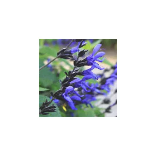 Idéal au jardin：Salvia Amistad - Le pot de 7,5 litres