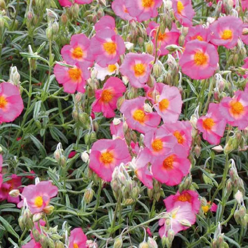 Essentiel extérieur：Helianthème Rose Vif - Le pot de 9 x 9 cm