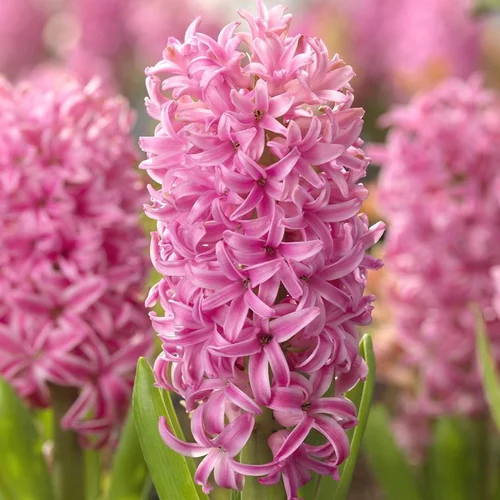 Confort dehors：Jacinthe Pink Pearl - Le godet