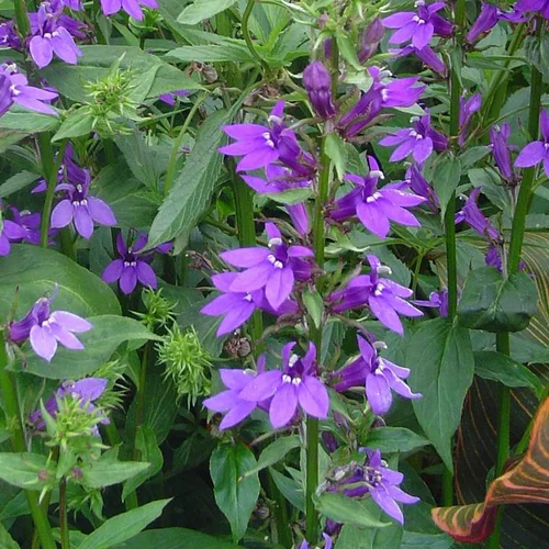 Une idée pour le jardin：Lobelia - Le pot de 5 litres