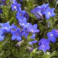 Au quotidien：Lithodora - Le pot de 2 litres