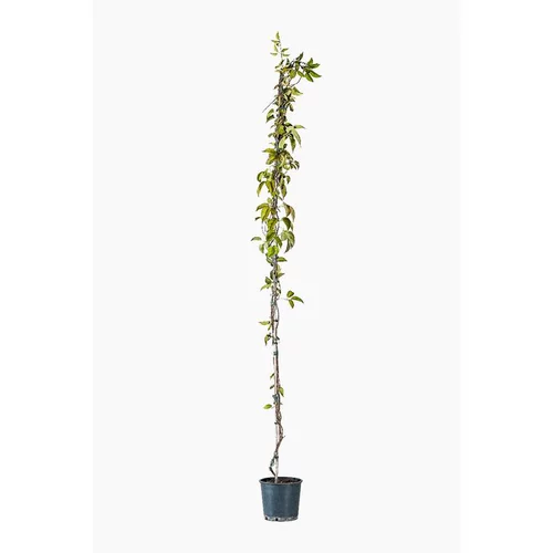 Le choix pour l’extérieur:BIGNONIA VENUSTA. Le pot de 7 litres