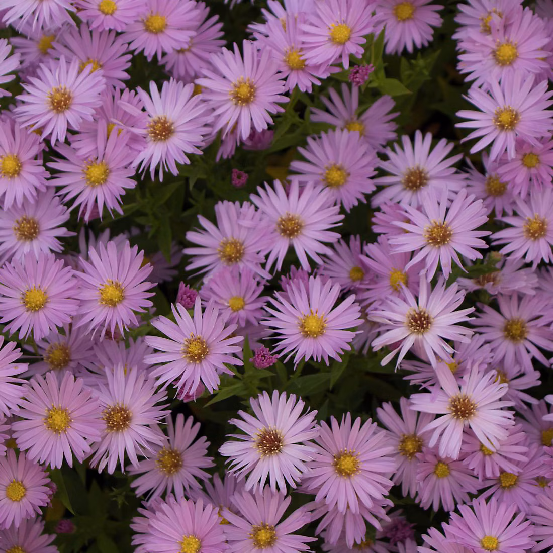6 x Aster nain – Aster dumosus 'Herbstgruss Von Bresserhof', godet 9cm x 9cm