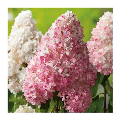 Jardin & solutions:Hortensia Paniculata Vanille Fraise - pot 10 L