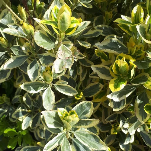 Une sélection pensée pour l’extérieur:Euonymus Japonicus Bravo vert 90 cm Palissé en pot de 18 L