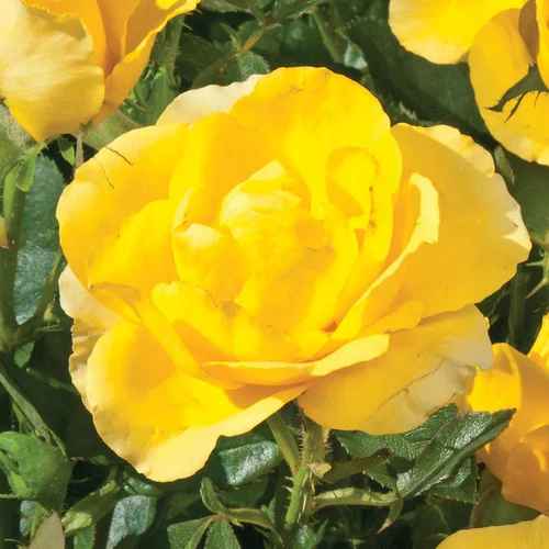 Pour valoriser votre jardin:Rosier Cabriole ®. Le pot de 3 litres
