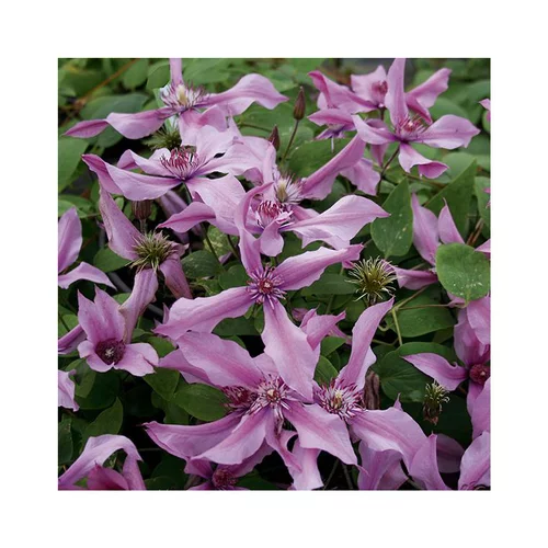 Une solution pratique pour l’extérieur:CLEMATITE SAPHYRA® DOUBLE ROSE. Le pot de 3 litres
