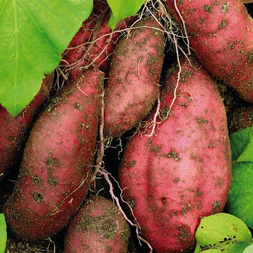 Espace vert pratique：Patate Douce Beauregard. Le pot de 10,5 cm