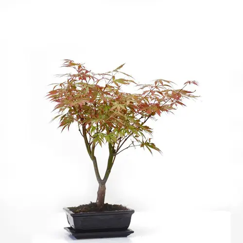 Utile dehors：Érable du Japon Acer Palmatum coloris variés botanic® bonsaï Ø 3,7 - 40 cm