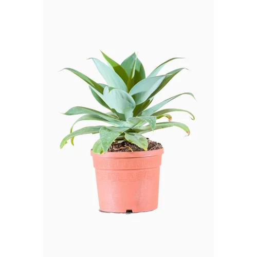 Vie au jardin:Agave Attenuata (Agave à cou de cygne) en pot de 15 L vert