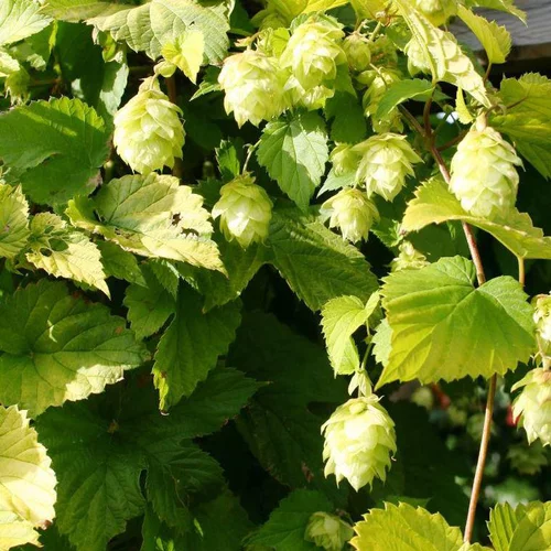 Jardin fonctionnel:HUMULUS LUPULUS DIVA. Le pot de 4 litres