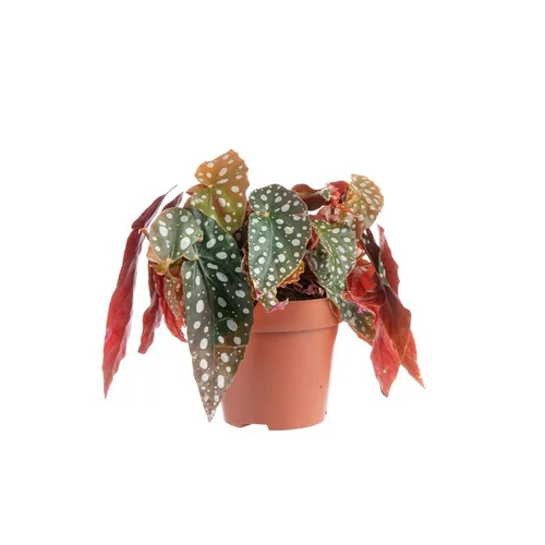 Jardin équipement:Bégonia maculata – Pot de 12 cm de diamètre